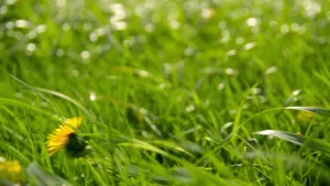Foto van gras van dichtbij genomen waarin ook een gele bloem staat.