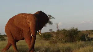 Foto van een grote bruine olifant in de natuur.