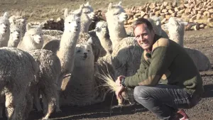 Foto van presentator die gehurkt zit bij aantal lichtgekleurde alpaca's in de natuur.