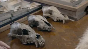 Foto van drie hondenschedels naast elkaar.