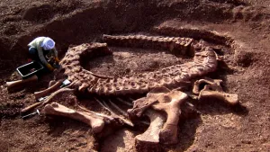 Foto van een opgraving waarin een delen van een skelet van een dinosauriër liggen.