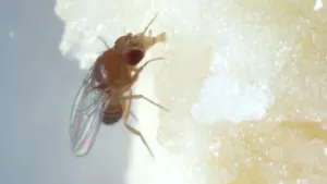 Foto van een fruitvliegje dat zuigt aan een witte substantie, van heel dichtbij genomen.