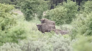 Foto van twee wisenten die naast elkaar staan in de natuur.