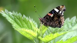 Foto van een vlinder die zit bovenop een brandnetel.