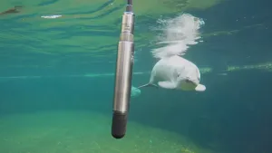 Foto van een soort langwerpige metalen microfoon die onder water hangt, er nabij zwemt een dolfijn.
