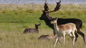 Foto van een mannetjesdamhert met gewei en een paar vrouwtjesdamherten eromheen op grasvlakte.