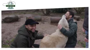 Foto van twee mannen buiten met een witte wolf die ermee spelen.