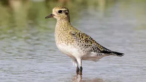 Foto van een goudplevier die staat in het water.