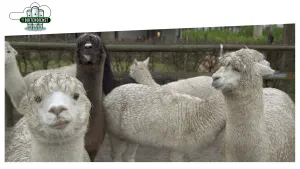 Foto van een aantal witte alpaca's bij elkaar.
