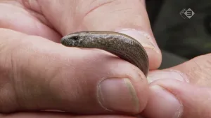 Foto van een hazelworm, je ziet de kop en nog stukje van het lijf, die kruipt tussen de vingers van twee handen.