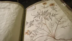 Foto van opengeslagen boek, herbarium, op de rechterbladzijde gedroogde plant met bloemen.
