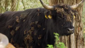 Foto van een donkerbruin rund, van vrij dichtbij genomen, met op de vacht de zaadjes van de grote klis, een plant.