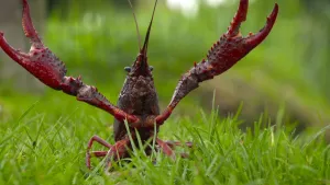 Foto, van dichtbij genomen, van rode Amerikaanse rivierkreeft die zit op het gras.