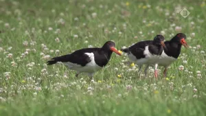 Foto van drie scholeksters die lopen in het gras.