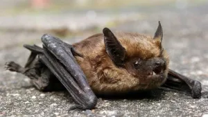 Foto van een vleermuis die op de grond zit, van dichtbij genomen.