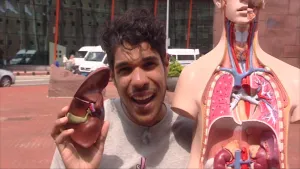 Foto van model van de mens waarbij de organen in de buik te zien zijn, ernaast staat presentator die één van die namaakorganen vasthoudt.