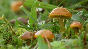 Foto, van dichtbij en laag af genomen, van aantal bruine klein soort paddenstoelen tussen het gras.