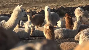 Foto's van een groep alpaca's buiten.
