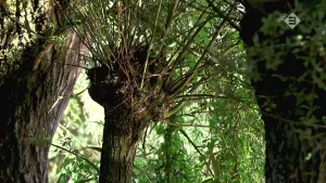 Foto van paar knotwilgen in de natuur, de Biesbosch.
