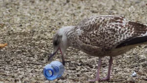 Foto van een vogel, zilvermeeuwen, die staat op de grond en zit met de snavel aan een plastic fles die er ligt.