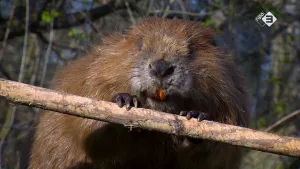Foto van een bever, van dichtbij genomen, die knaagt aan een dunne tak.