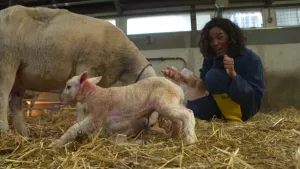 Foto van presentator die zit bij een schaap met lam, lammetje, in een stal.