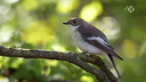 Foto van een vogeltje op een tak in het bos, de bonte vliegenvanger.