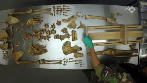 Foto van een grote tafel met daarop allerlei soorten oude botten en beenderen.