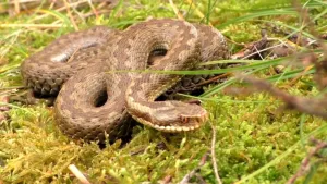 Foto van een adder in het gras.