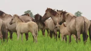 Foto van aantal wilde paarden en veulens op grasvlakte in de natuur (Oostvaardersplassen).