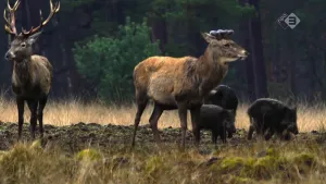 Foto van twee edelherten, één met gewei, en paar everzwijnen op het gras in de natuur.