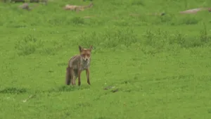 Foto van een vos die loopt op grasveld, op de achtergrond zie je er vaag nog een paar.