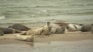Foto van groep zeehonden op het strand, zandplaat, je ziet ook de zee.