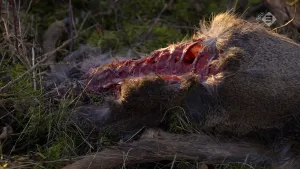 Foto van een het kadaver van een groot dier dat aangevreten is door aaseters.