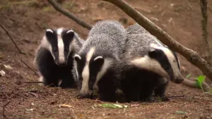 Foto van aantal dassen, drie of vier, vlak bij elkaar op de bosgrond.