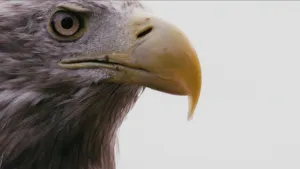 Foto van de kop, van dichtbij genomen, van een zeearend.