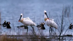 Foto van twee lepelaars die staan op de oever van een water, meer.
