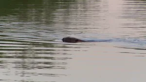 Foto van een bever, alleen de bovenkant te zien, die zwemt in het water.