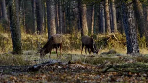 Foto van aantal herten die staan in het bos, aantal met een gewei.