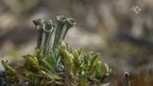 Foto van mosplant, mosplantjes, van dichtbij genomen.