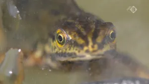 Foto van de kop van een salamander van dichtbij genomen, close-up, zit in het water.