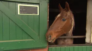 Foto van een paard, je ziet het hoofd, dat staat in de stal en naar buiten kijkt door deur waarvan de bovenkant openstaat.