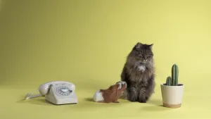 Foto van een kat en cavia die op een gele vloer zitten, bij ze staat ook een ouderwetse telefoon met kiesschijf en een pot met een cactus.