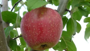 Foto van een rode appel aan de boom, van dichtbij genomen.