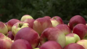 Foto van boel appels die bij elkaar liggen.