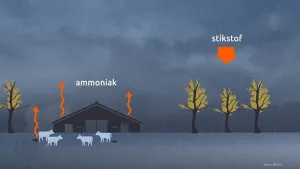 Tekening van boerderij met vee, pijltjes die omhoog wijzen met erbij de tekst "ammoniak", rechts ervan boompjes en grote pijl die naar beneden wijst met de tekst "stikstof" erbij.