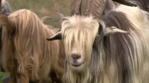 Foto van twee geiten van dichtbij gezien.