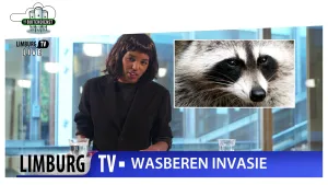 Foto van presentator met foto van de kop van een wasbeer ernaast, de tekst "wasbereninvasie".