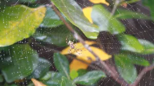 Foto van een spinnenweb met een spin in het midden, bevestigd aan een plant.