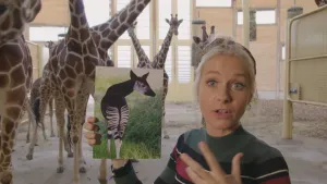 Foto van presentator in binnenverblijf dierentuin met giraffen, zij houdt een plaat vast waarop een okapi staat.